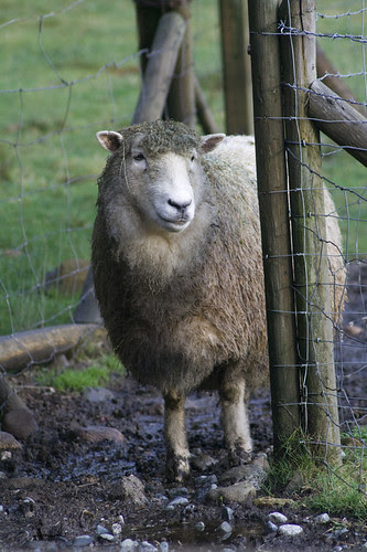 Jumper in the muck