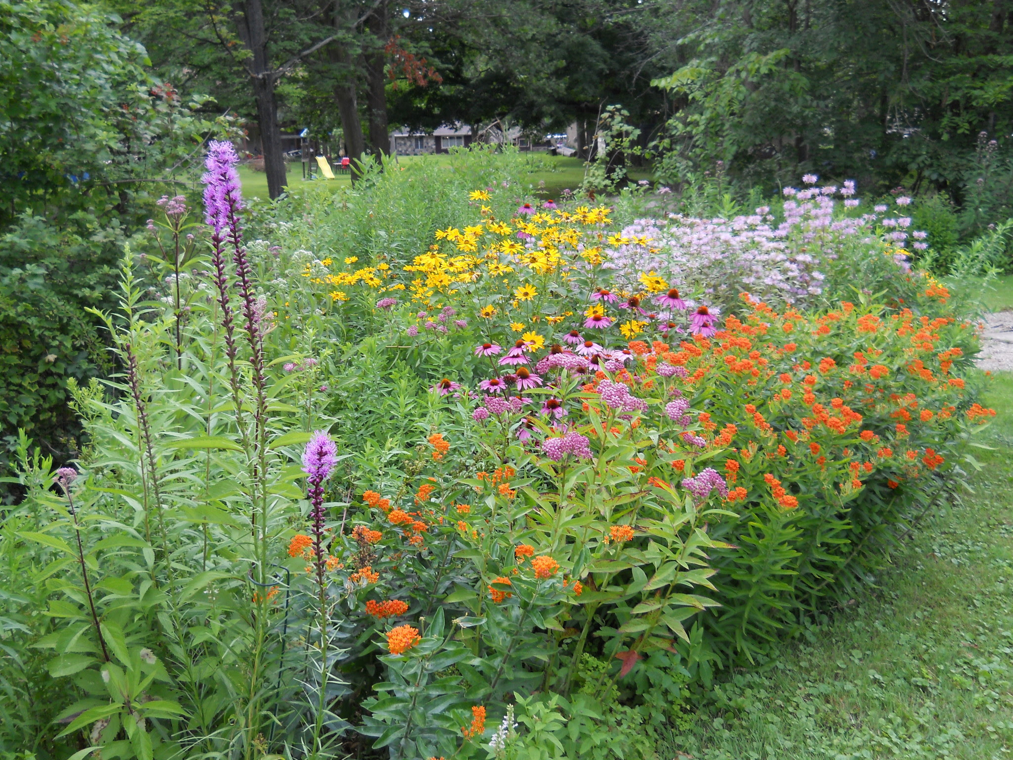 Ten Steps | Michigan Wildflower Farm Ten Steps | Michigan Wildflower Farm on Wild Garden Design
id=62041