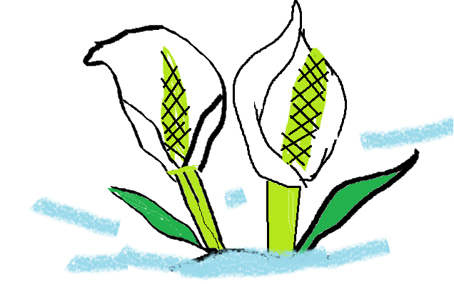 水芭蕉 イラストブログ