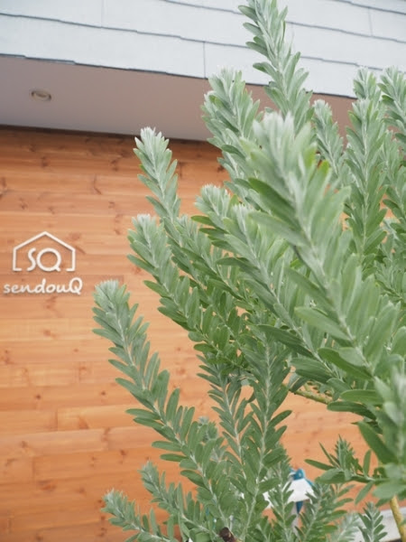 アカシア ブルーブッシュ Life Blog By Pleasure Garden Living