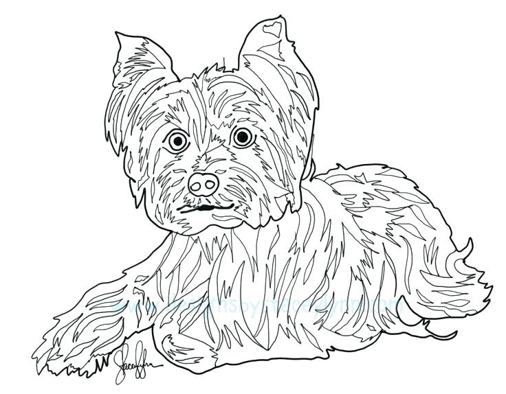 yorkshire terrier coloring pages at getcoloringscom free printable
