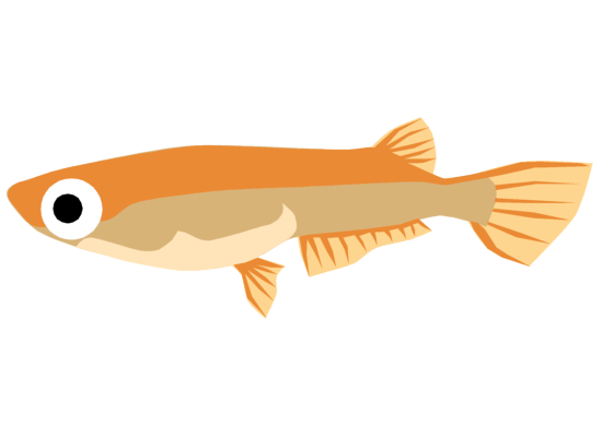 完了しました メダカ イラスト 家のイラスト