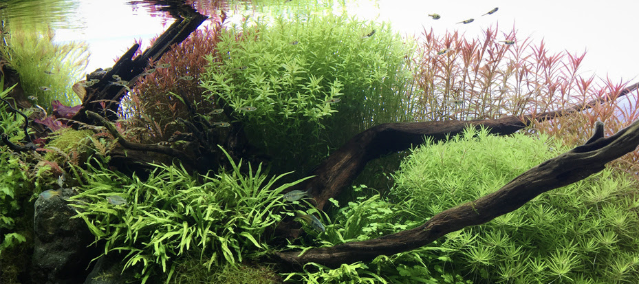 Aqua Shop Wasabi アクアショップワサビ