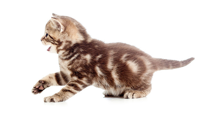猫のしっぽでキモチが分かる まとめて解説