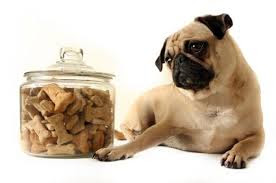 dog treat