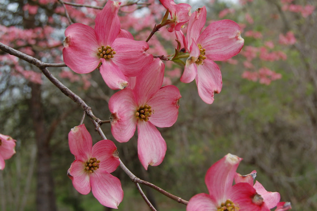 North American Flowering Trees