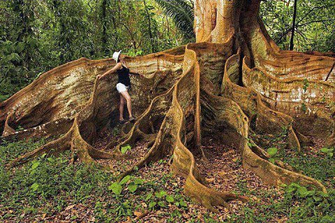 El árbol 'más grande' del Amazonas sobrevive a incendios ...