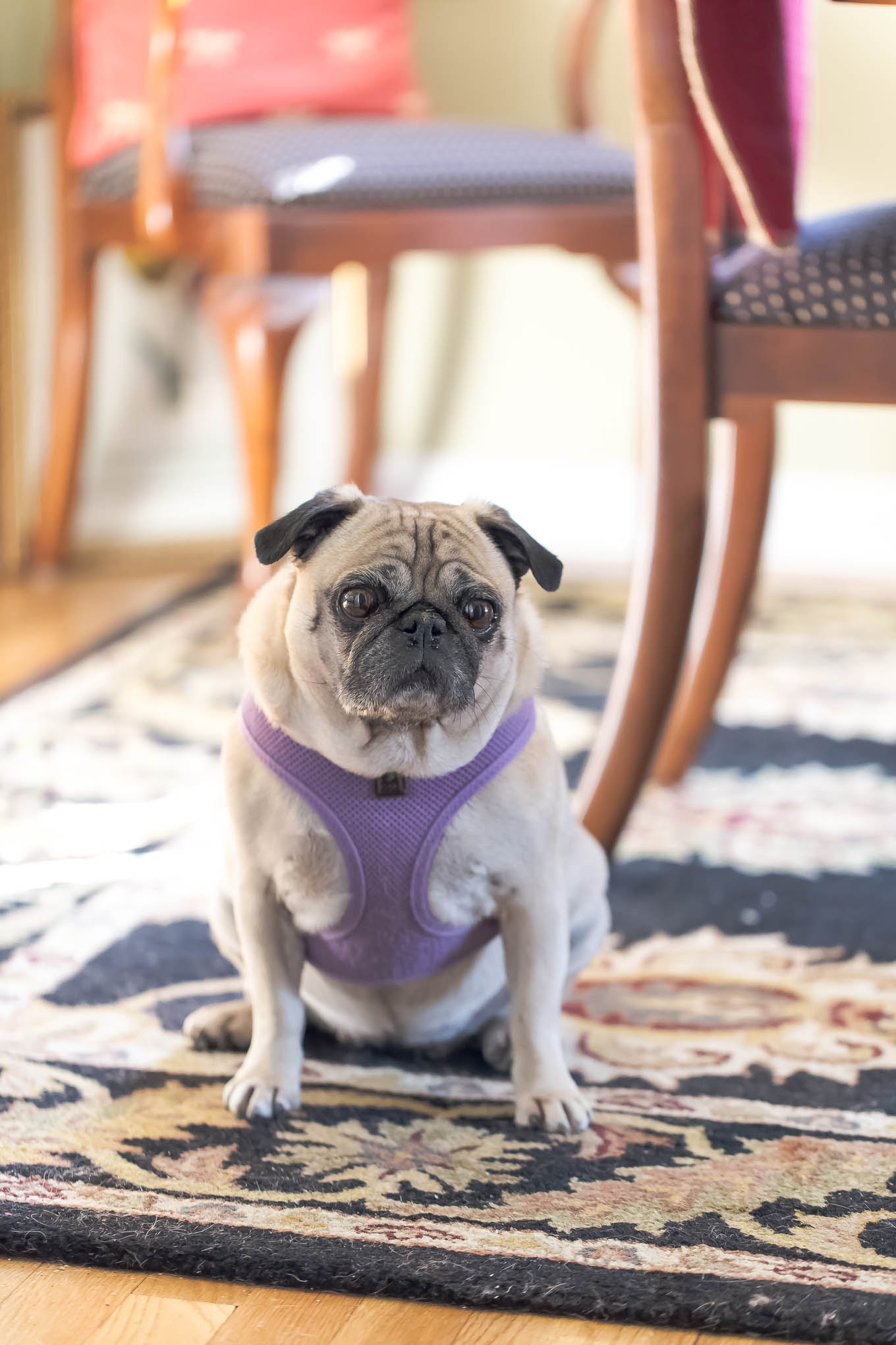 The Health Benefits of Pets (featuring Dee Dee the pug)