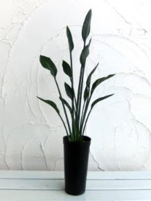 ストレリチア ユンケアの育て方 自然と暮らす 観葉植物
