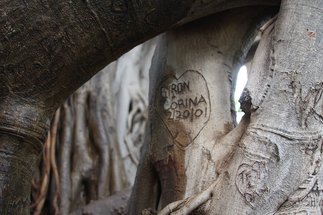 banyan, kapiolani park