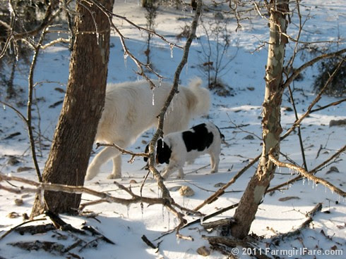 Ice Capades 4