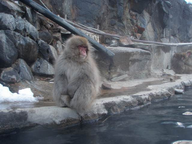 お猿と混浴 お猿が入りに来る温泉 地獄谷温泉 後楽館 いい湯だね 温泉旅行hack