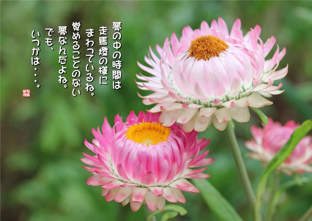 No 551 夢うつつ 麦藁菊 花言葉 思い出 永遠の記憶 なおかつ フォトエッセイ