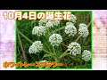 コンプリート！ 10月4日 誕生花 189971-10月4日 誕生花