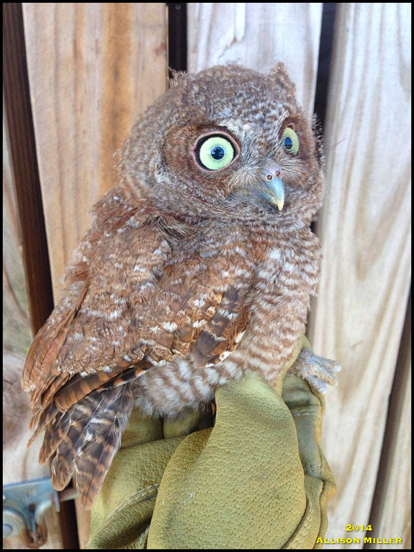 Eastern Screech Owl Eastern Screech Owl