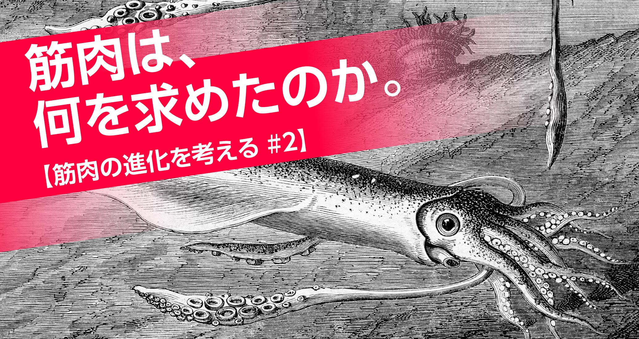 筋肉の進化を考える 平滑筋 と 骨格筋 それぞれの役割 石井