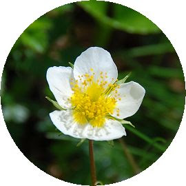 高山植物 チングルマ いこまいけ高岡