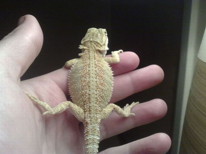 Home Zoo (40 pics)