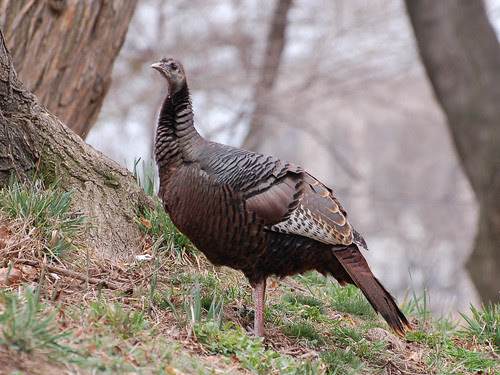Hedda Foraging