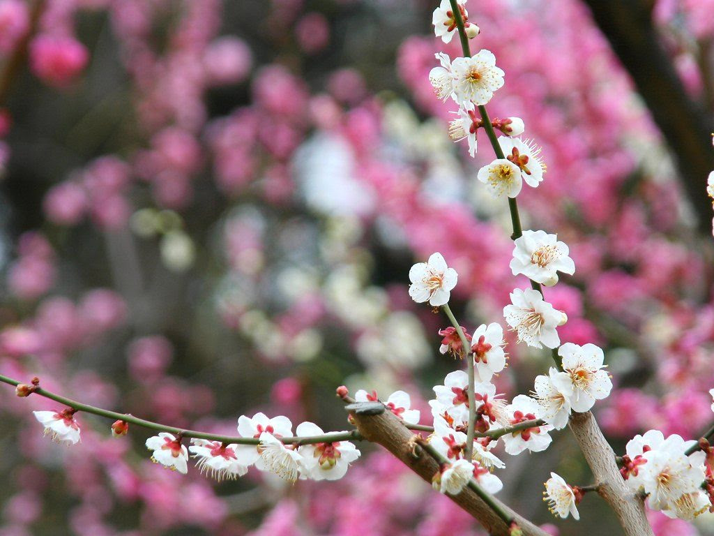 須磨離宮公園梅林 梅の花 壁紙写真集 無料写真素材