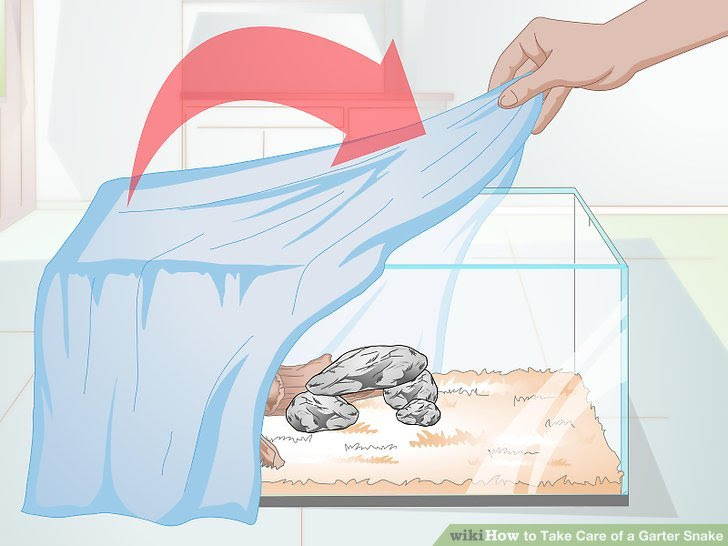 Take Care of a Garter Snake Step 5 Version 3.jpg