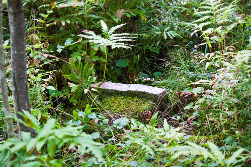 Quarried Granite Buried in the Woods-2.jpg