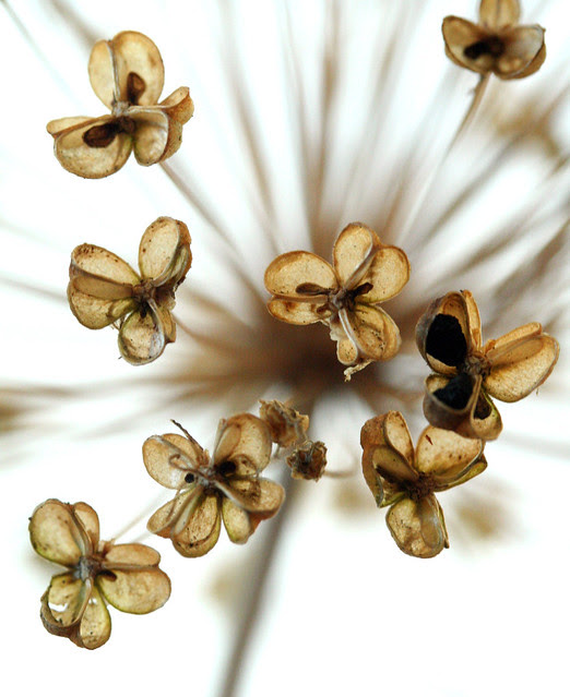 aliium3
