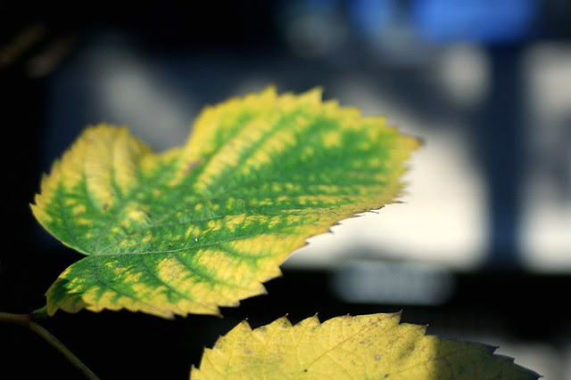 november leaves