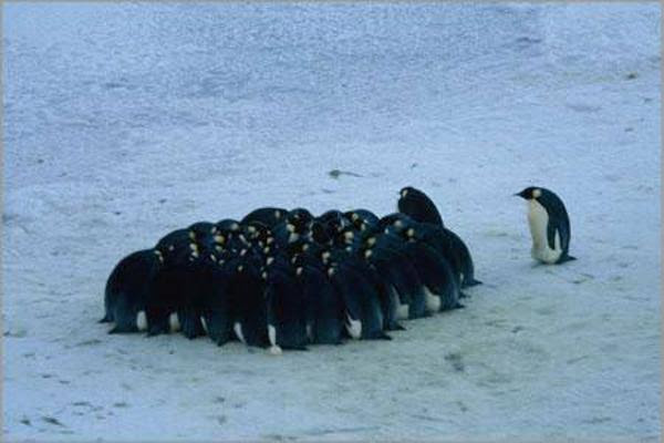 みんなカラオケ行くのー おい アイツ来たぞ えー俺アイツやだよー ペンギンへのボケ ボケて Bokete
