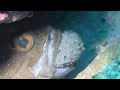 イシモチ 卵 食べ方 303127-イシモチ 卵 食べ方