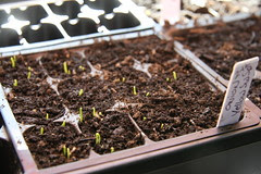 seeds 7