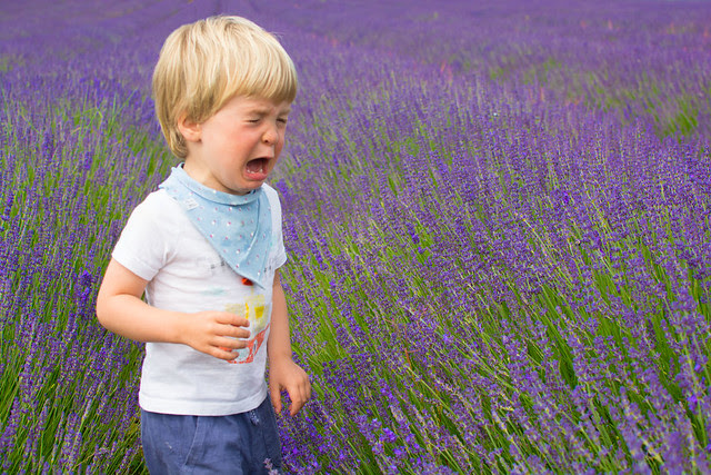 Theo in teh lavender fields