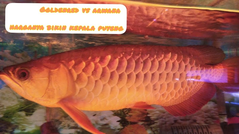 22+ PALA Arwana