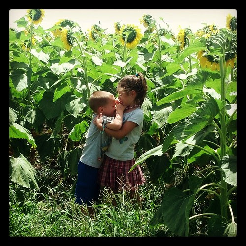 On the road: sunflower field