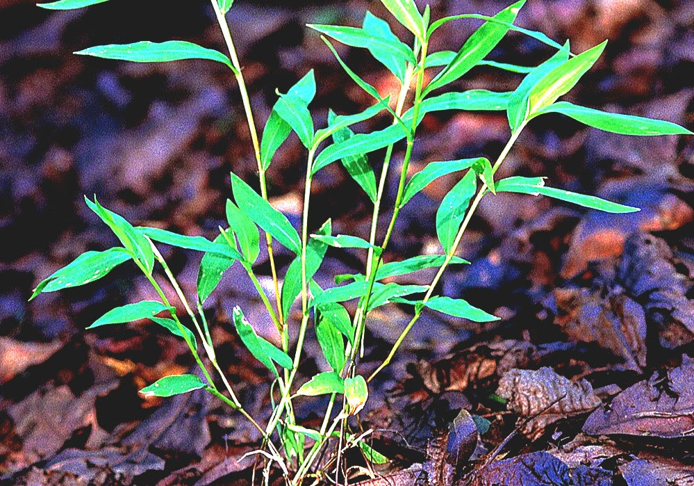 Microstegium vimineum - Wikipedia 