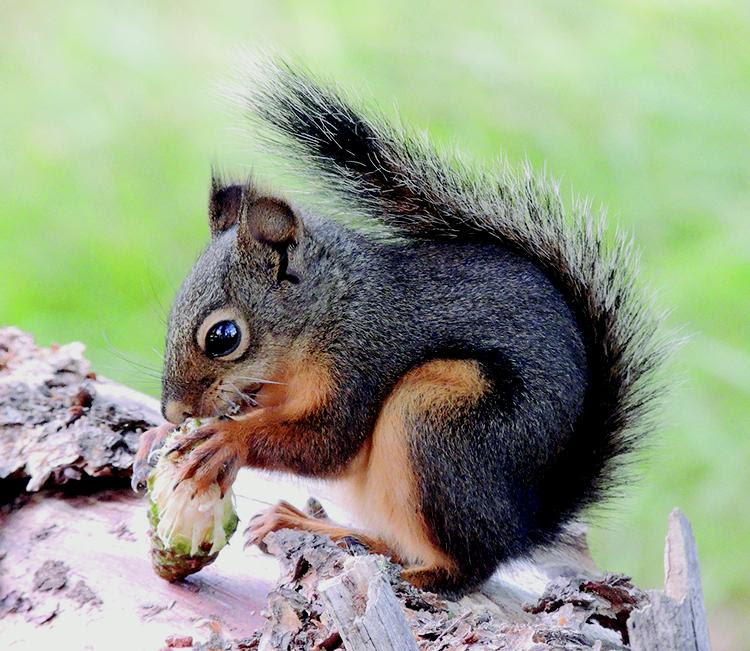 Tree Squirrels Identification And Management Pests In The Urban Landscape Anr Blogs