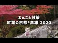 [最も選択された] 高山寺 犬 130722