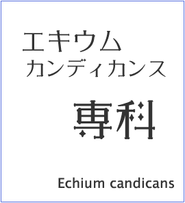 特徴 エキウム カンディカンス専科