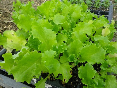レタスとルッコラのコンパニオンプランツ おいしい無農薬野菜栽培kumafarm