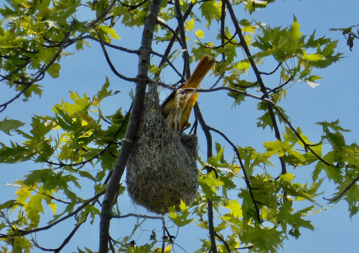 Baltimore Oriole