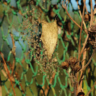 Signature Spider (hatchlings)