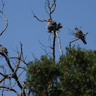 Band-tailed Pigeon