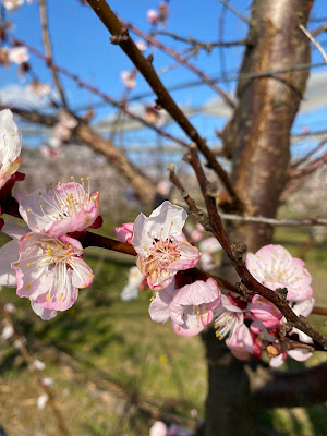 Fiori d’inverno  di ele1911