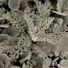 silver ragwort