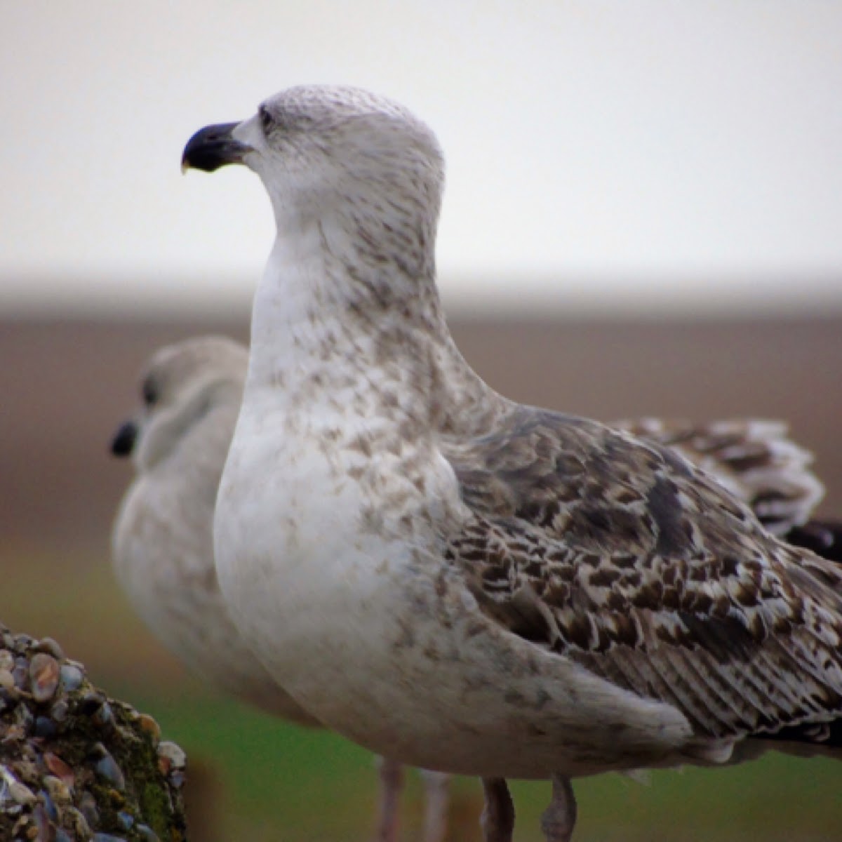 Black headed gull