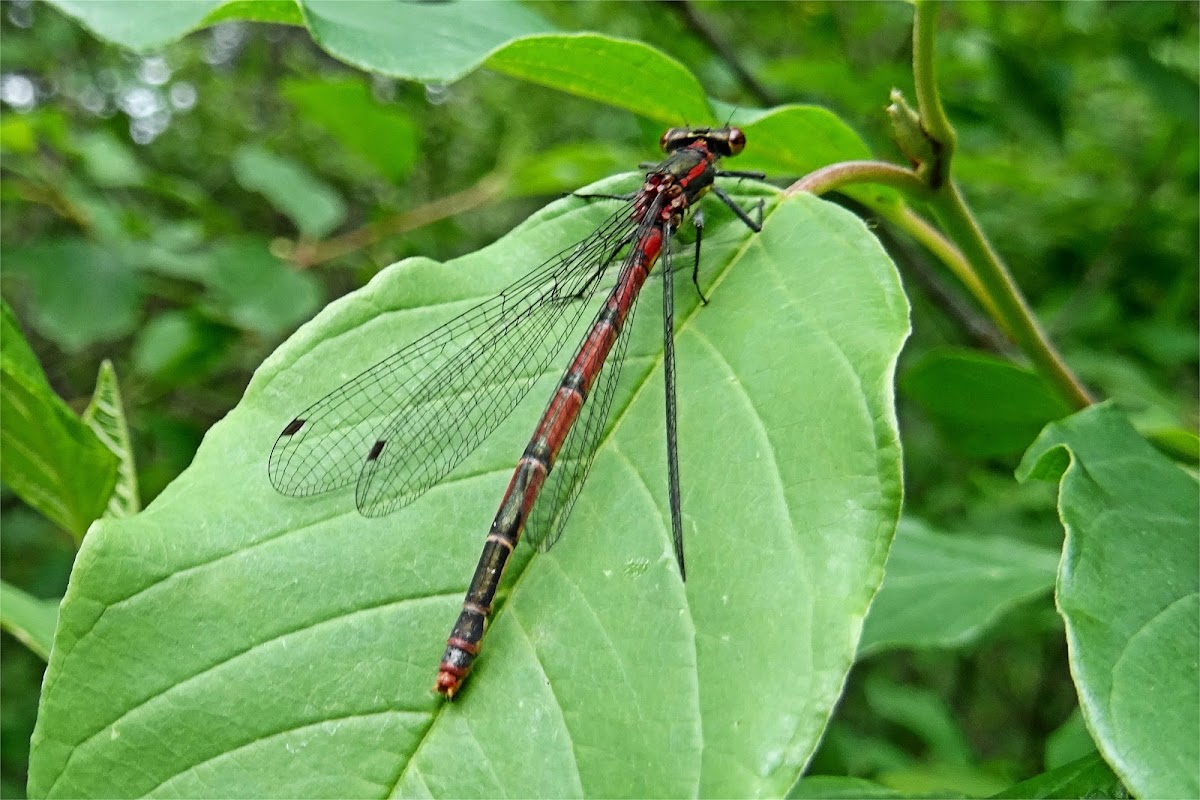 Large Red Damselfly