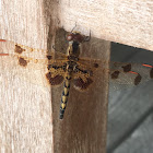 calico pennant dragonfly