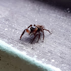 Jumping spider