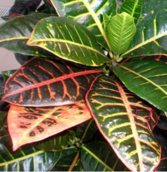 Codiaeum variegatum especie con hojas rojas 