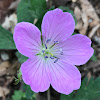 Wild Geranium (aka Wood Geranium or Old Maid's Nightcap)